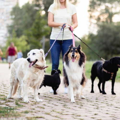 Paseo con entrenamiento edicion